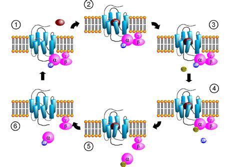 G protein